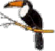 Toucan